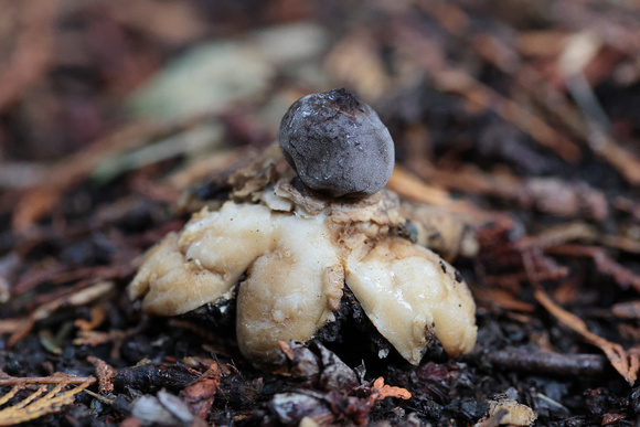 2024 12 07 Vaulted Earthstar Docking Norfolk_81A4442