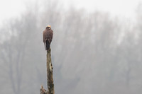 2025 12 04 Marsh Harrier Strumpshaw Fen Norfolk_81A4215